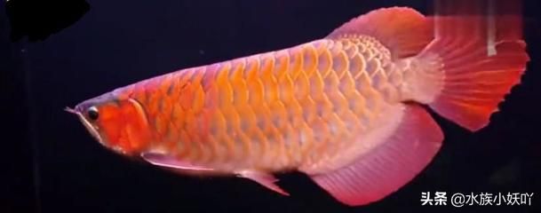 血紅金龍魚(yú)多少錢一條?。貉t金龍魚(yú)價(jià)格查詢