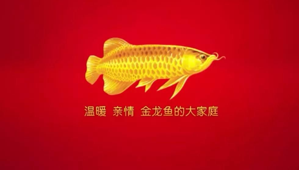 金龍魚芯片怎么查詢：如何查詢金龍魚芯片？