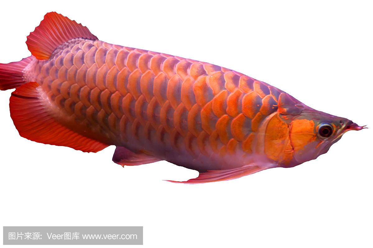 紅龍魚用白色背景養(yǎng)好嗎：紅龍魚用白色背景養(yǎng)好嗎紅龍魚用白色背景養(yǎng)好嗎 龍魚百科 第1張