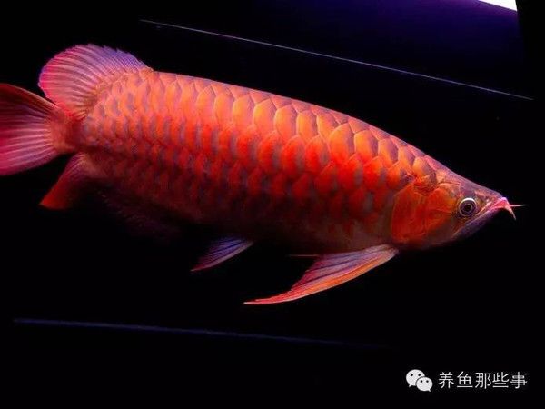 紅龍魚發(fā)色燈正確位置：紅龍魚發(fā)色燈正確位置：紅龍魚發(fā)色燈的正確位置