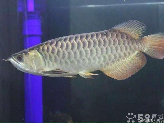 極品過(guò)背金龍魚(yú)：極品過(guò)背金龍魚(yú)是一種非常珍貴的觀賞價(jià)值而聞名