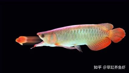 龍魚的野生環(huán)境是什么：龍魚的野生環(huán)境 龍魚百科 第3張