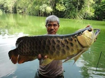 大湖龍魚和血麒麟哪個好：大湖龍魚和血麒麟哪個好呢 龍魚百科 第3張