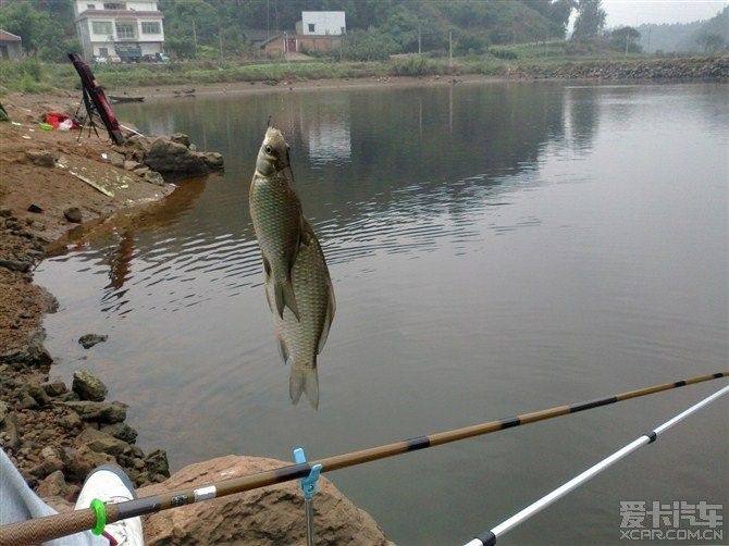 龍魚(yú)漲價(jià)了：金龍魚(yú)價(jià)格在過(guò)去幾年中有所波動(dòng)， 龍魚(yú)百科 第3張