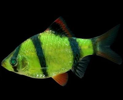 虎皮魚(yú)能和龍魚(yú)混養(yǎng)嗎 龍魚(yú)百科 第1張