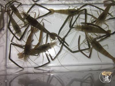 龍魚喂河蝦還是白蝦：龍魚可以喂食河蝦和白蝦嗎？