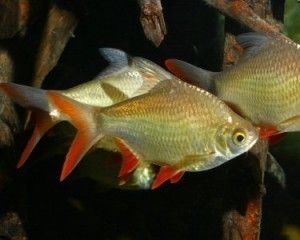 泰國(guó)鯽咬不咬龍魚(yú)：泰國(guó)鯽魚(yú)可以與龍魚(yú)混養(yǎng)嗎？ 龍魚(yú)百科 第1張