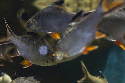 泰國(guó)鯽咬不咬龍魚(yú)：泰國(guó)鯽魚(yú)可以與龍魚(yú)混養(yǎng)嗎？ 龍魚(yú)百科 第2張