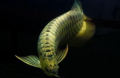 金龍魚(yú)頭朝上豎起來(lái)：金龍魚(yú)頭朝上豎起來(lái)是因?yàn)樗疁赝蛔?、長(zhǎng)期未換水、更換水 龍魚(yú)百科 第1張