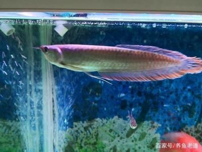 喂銀龍魚的小魚,一次放多少進缸養(yǎng)：喂銀龍魚的小魚數(shù)量應(yīng)根據(jù)銀龍魚的體長來決定以下是具體的喂食建議