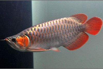 和紅龍魚(yú)混養(yǎng)的高端魚(yú)叫什么品種：哪些高端魚(yú)可以與紅龍魚(yú)混養(yǎng)