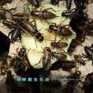 龍魚吃蟋蟀好不好消化吸收營養(yǎng)：龍魚吃蟋蟀好不好消化吸收營養(yǎng)成分推測 龍魚百科 第3張