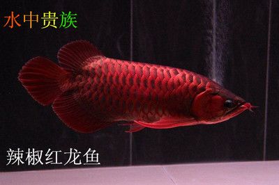 頂級(jí)紅龍魚(yú)品牌有哪些品種的魚(yú)：頂級(jí)紅龍魚(yú)品牌有哪些品牌的紅龍魚(yú) 龍魚(yú)百科 第2張