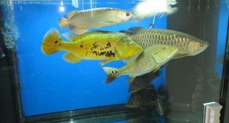 怎么調(diào)整龍魚(yú)吃食狀態(tài)呢：如何避免龍魚(yú)打架？ 龍魚(yú)百科