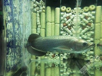 龍魚可以買賣嗎現(xiàn)在：龍魚可以買賣嗎 龍魚百科 第2張