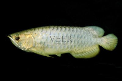 練手龍魚(yú)會(huì)上色嗎為什么：練手龍魚(yú)會(huì)上色嗎