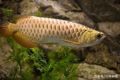 龍魚(yú)成長(zhǎng)過(guò)程變化的原因：關(guān)于龍魚(yú)成長(zhǎng)過(guò)程中的變化以及這些變化背后的原因的相關(guān)信息 龍魚(yú)百科 第1張