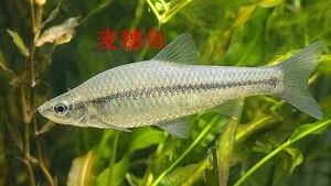 龍魚怎么吃麥穗魚最安全：龍魚怎么吃麥穗魚 龍魚百科 第1張