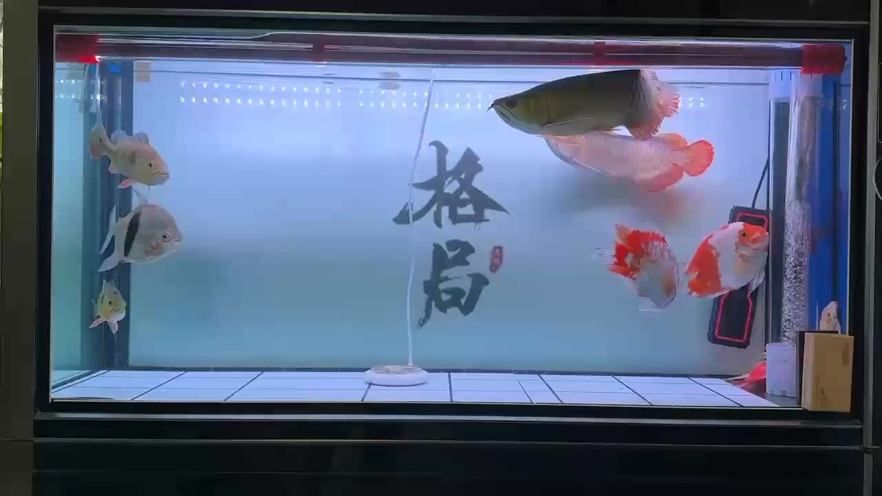 嗨：嗨,小小朋友有大大的問(wèn)號(hào)評(píng)論 觀賞魚(yú)論壇