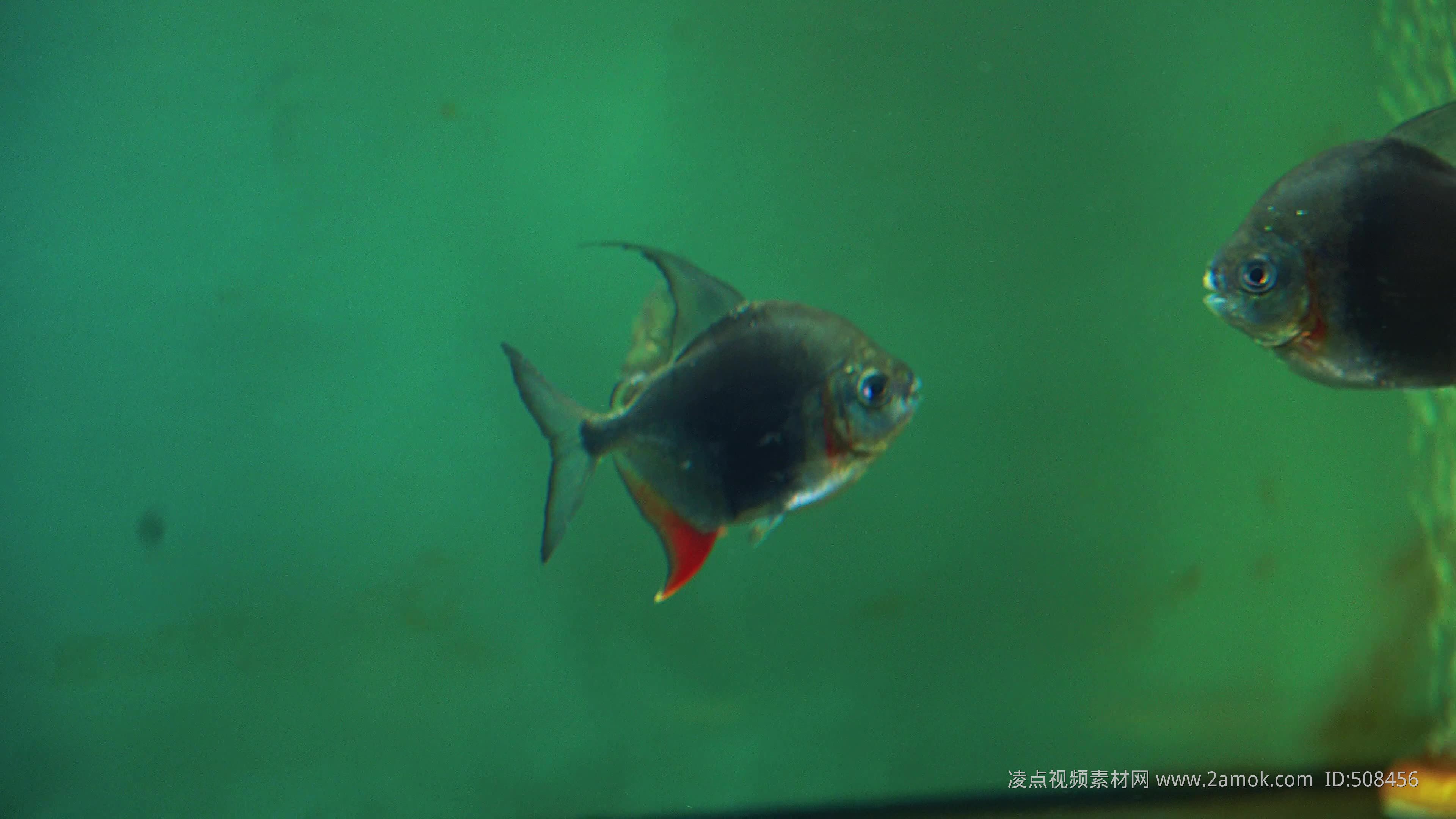 黑桃a魚和龍魚能混養(yǎng)嗎：黑桃a魚和龍魚可以混養(yǎng)嗎