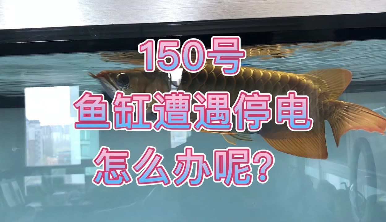 龍魚魚缸停電一天會死嗎：龍魚魚缸停電一天會死嗎龍魚魚缸停電一天會死嗎 龍魚百科 第2張