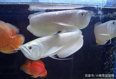 給龍魚換水的正確方法：如何給龍魚換水