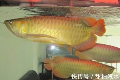 金龍魚是魚類嗎為什么：金龍魚在生物分類上屬于魚類，且是一種特殊的淡水魚類 龍魚百科 第1張