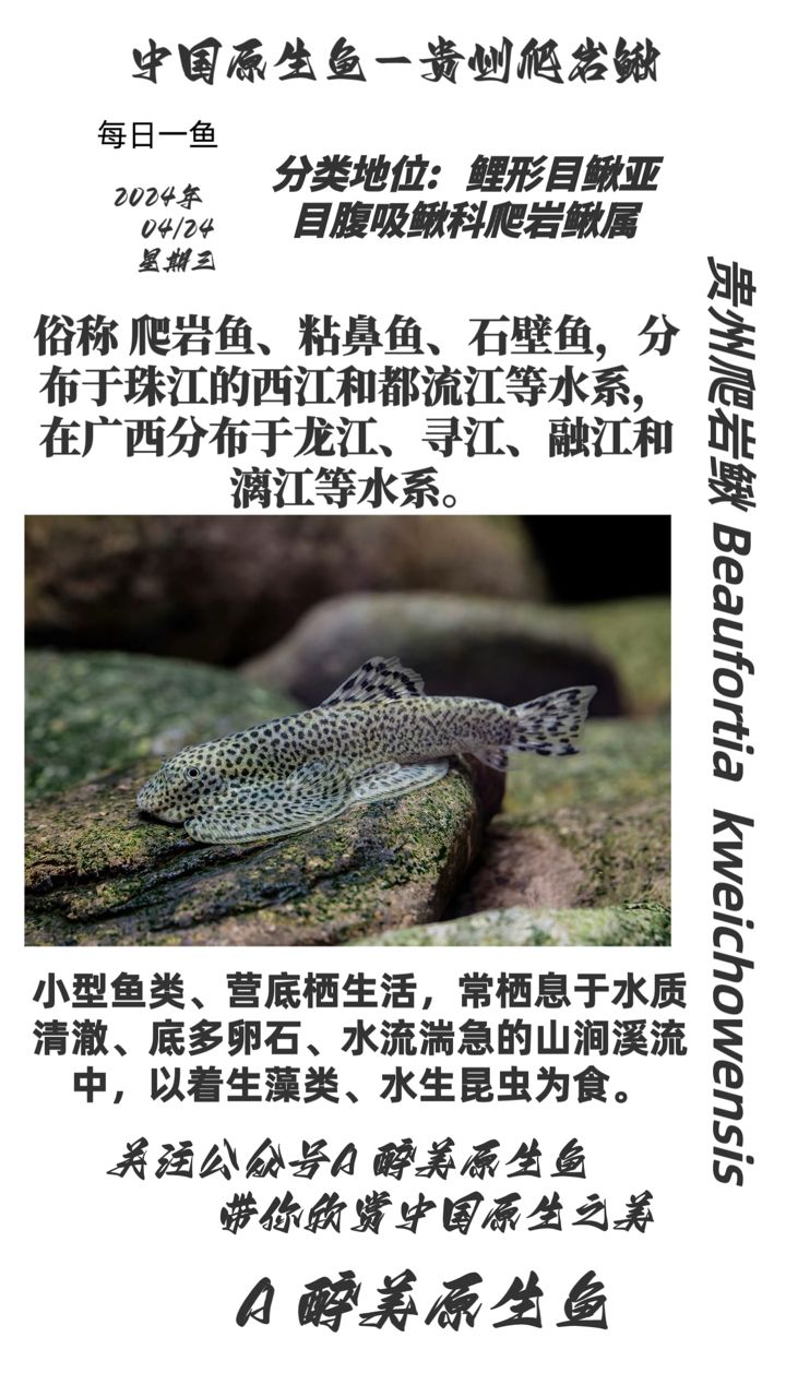 貴州爬巖鰍：分布在西江等,鴻運(yùn)原生魚評論：1.7一條，大把 觀賞魚論壇