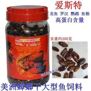 龍魚吃蟑螂干好嗎怎么喂：龍魚可以吃蟑螂干嗎，龍魚吃蟑螂干好嗎怎么喂 龍魚百科 第2張