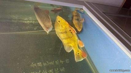 金龍魚和虎魚關(guān)燈就打架怎么辦：金龍魚和虎魚關(guān)燈就打架怎么辦，