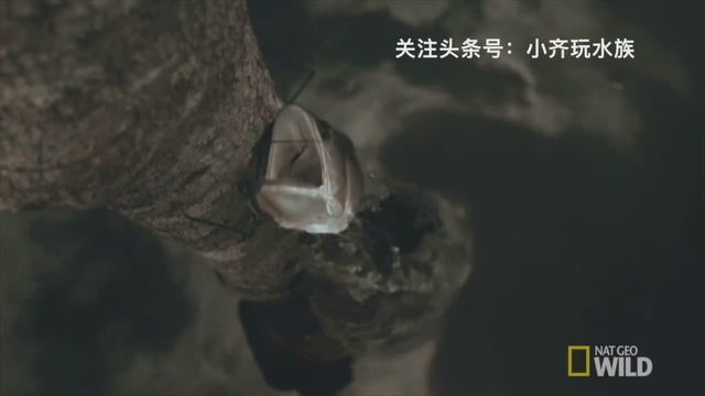 龍魚野外生長環(huán)境要求是多少：飼養(yǎng)龍魚時，必須將水先存放1-2天或在日光下曬半天 龍魚百科 第2張