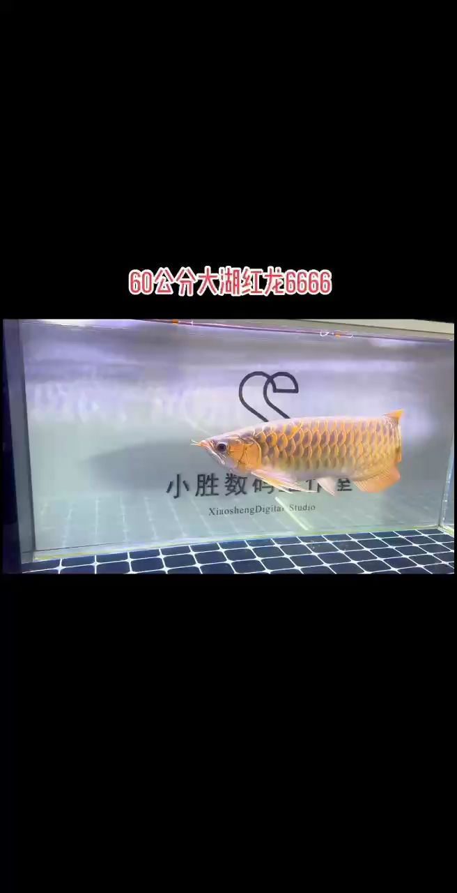 紅龍：大湖紅龍胸鰭是最大的看點(diǎn) 觀賞魚(yú)論壇