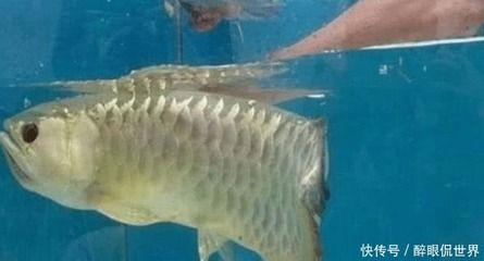 金龍魚不吃小魚怎么辦：金龍魚不吃小魚怎么辦，