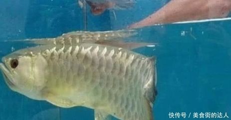 金龍魚不吃小魚怎么辦：金龍魚不吃小魚怎么辦，