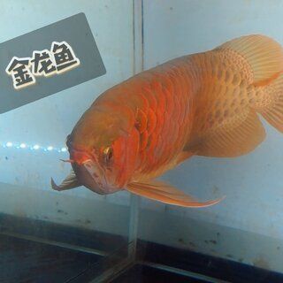 金龍魚用紅燈可以嗎：使用紅燈對金龍魚的顏色有影響嗎，金龍魚使用紅燈對金龍魚的影響 龍魚百科 第1張