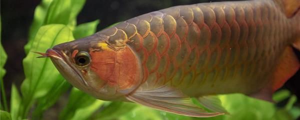 紅龍魚(yú)水霉病怎么治療好：紅龍魚(yú)水霉病怎么治療