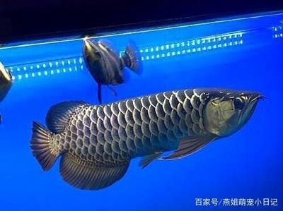 什么是古典過背金龍魚：古典過背金龍魚是一種觀賞魚類，具有獨特的外觀和血統(tǒng) 龍魚百科 第2張