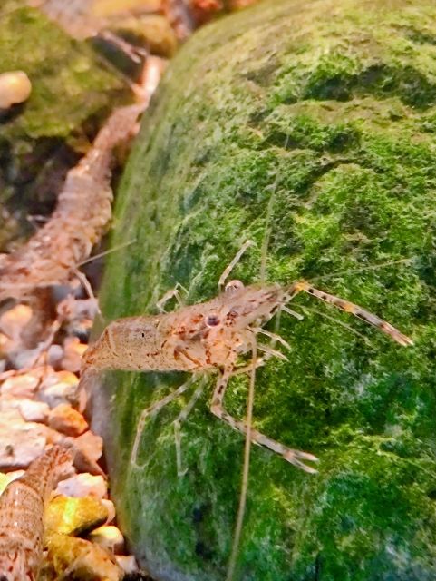 生物篇：蝦·虎,心情魚悅 觀賞魚論壇 第4張