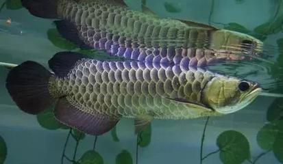 龍魚(yú)入缸幾天開(kāi)口：龍魚(yú)入缸后的喂食時(shí)間和開(kāi)口時(shí)間 龍魚(yú)百科 第3張