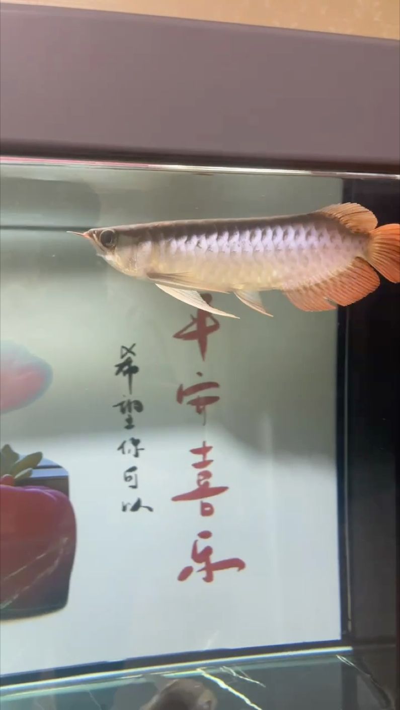 換頂燈效果：換頂燈效果,小魚慢慢養(yǎng)評(píng)論：6,滿紙煙霞評(píng)論 觀賞魚論壇