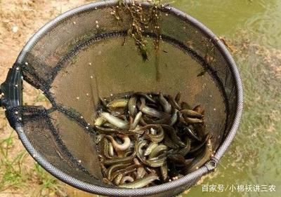 泥鰍給龍魚吃怎么消毒：喂食龍魚泥鰍時應該如何處理 龍魚百科 第1張