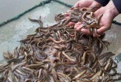 泥鰍給龍魚吃怎么消毒：喂食龍魚泥鰍時應該如何處理 龍魚百科 第3張