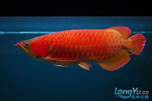 大紅龍魚能吃嗎有毒嗎：關于大紅龍魚是否能食用，但其毒性和特殊的食用方式應當引起注意 龍魚百科 第1張