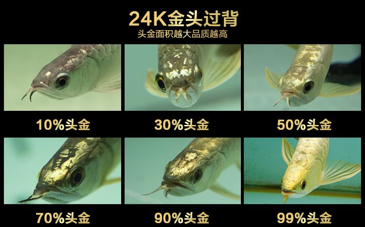 小龍魚苗一天喂幾次食：小龍魚苗一天喂幾次？ 龍魚百科 第1張