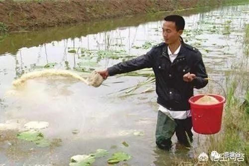 有沒有小龍魚的小說名字：喂食凍魚是否適合小龍蝦 龍魚百科