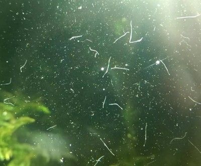 大麥蟲怎么消毒喂龍魚：大麥蟲怎么消毒喂龍魚大麥蟲怎么消毒喂龍魚 龍魚百科 第2張