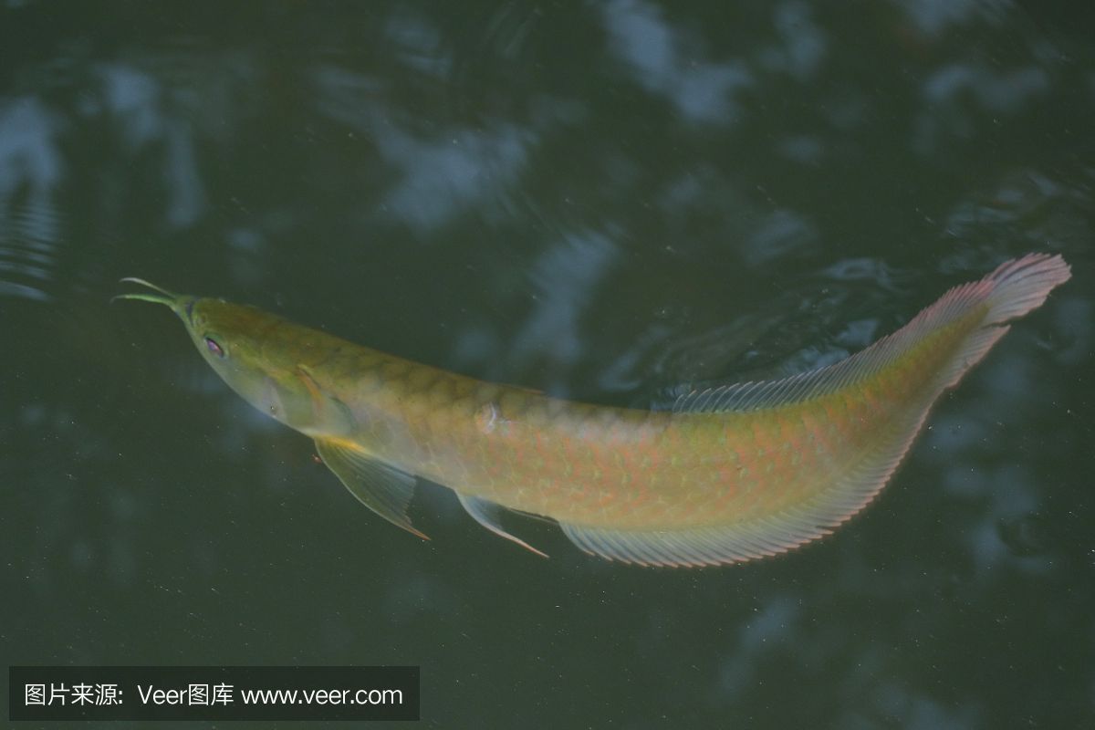 龍魚吃飽了就不愛游了嗎：當(dāng)龍魚飽食后，它們是否會(huì)停止游動(dòng)