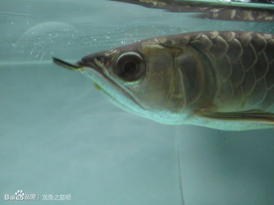 龍魚不開燈會掉眼嗎 貼吧：龍魚不開燈會掉眼嗎 龍魚百科 第1張