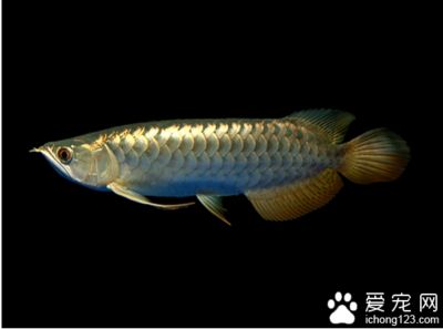 金龍魚吃小魚嗎？：金龍魚會(huì)吃小魚嗎？ 龍魚百科 第1張