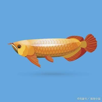 金龍魚疾病圖：\